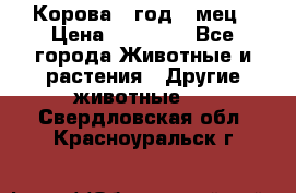 Корова 1 год 4 мец › Цена ­ 27 000 - Все города Животные и растения » Другие животные   . Свердловская обл.,Красноуральск г.